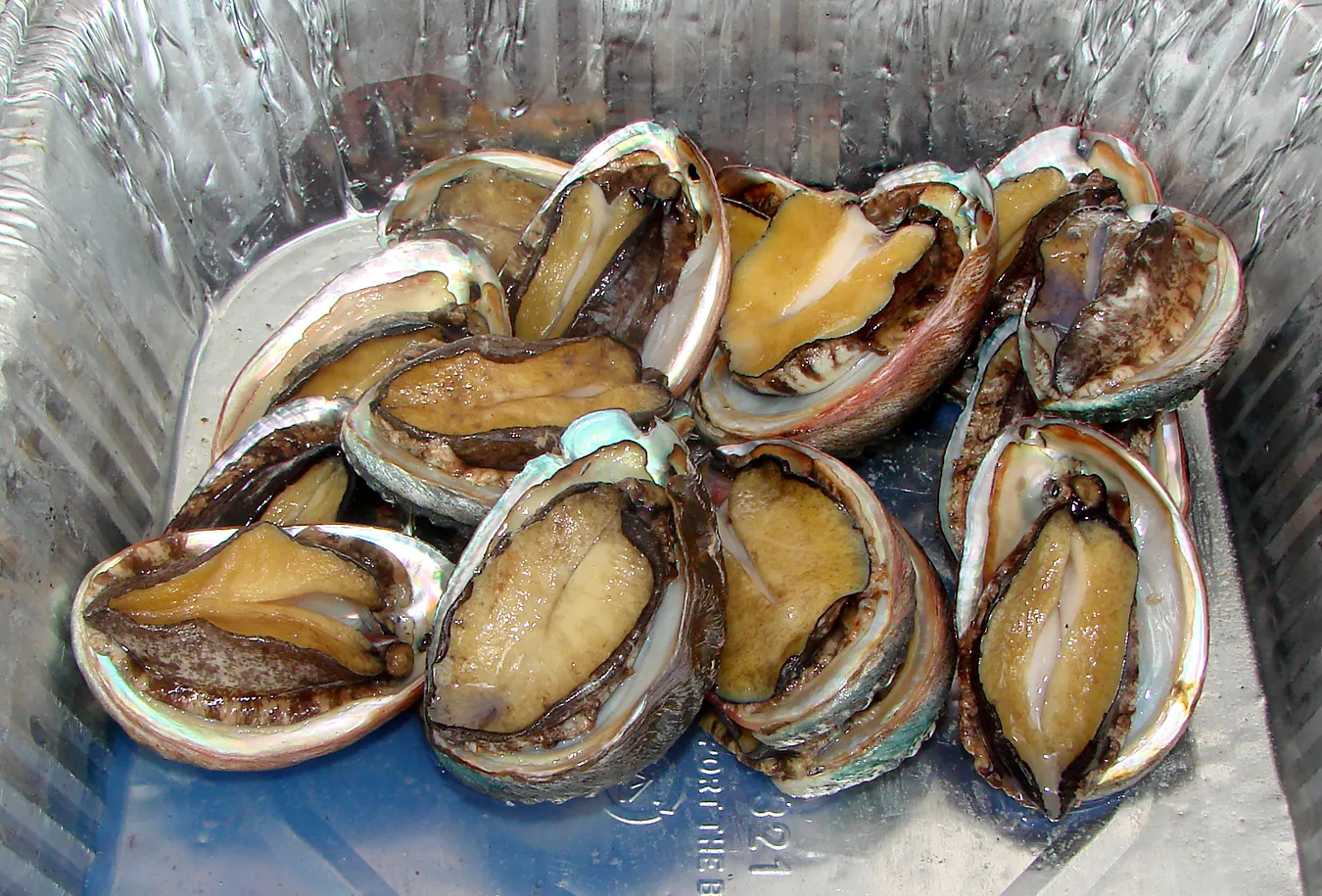 Abalone Age Prediction
